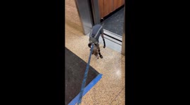 Italian Greyhound Does a Walking Handstand
