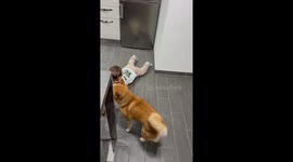 Boy Pretends To Be Shiba Inu