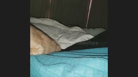 Cat Steals Binkie From Sleeping Baby