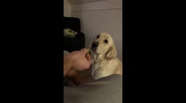 Dog Covertly Spits Out Cucumber