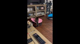 Cat Spins On Sensory Swivel Chair