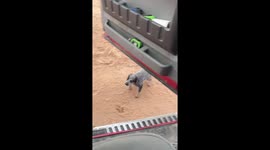 Puppy's First Time Jumping Into Truck