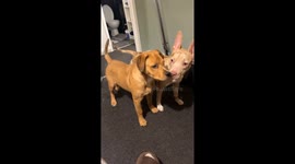 Dog Confronts His Reflection in the Mirror