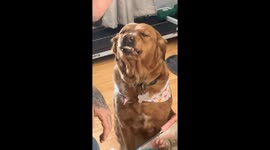 Golden retriever beaming with sisterly love and endless grins