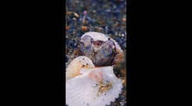 Octopus Hides Inside Seashell