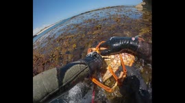 Diver in agony as lobster clamps down on his hand with spiked claws during underwater catch