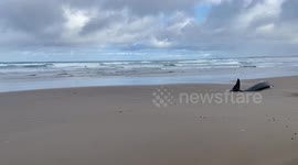 Officials kill 157 killer whales stranded on beach in Tasmania