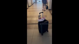 Helpful pet puppy pulls spinner suitcase through airport