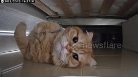 Pet cat plays with CCTV camera