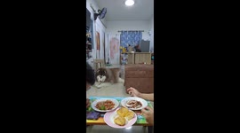 Hungry pet husky steals pork from owner's dinner plate