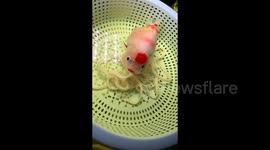 Goldfish caught slurping up noodles - owner says it's just occasional treat