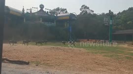 Wildebeest charge at safari shuttle bus in China