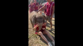 Playful baby elephant climbs on visitor at camp in Thailand