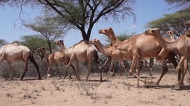 International vets battle to save animals in Kenya