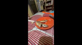 Peckish pet cat tries in vain to reach fish on dinner table