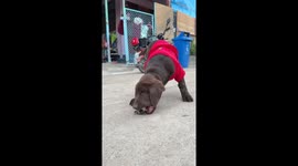 Pet dog has an awkward battle with a tiny crab
