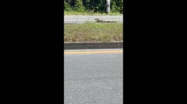 Brave women usher stranded monitor lizard away from road with stick