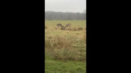 Deer fighting with antlers