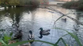 Nature Sounds. Birds chirping. Ducks quacking. Geese honking.