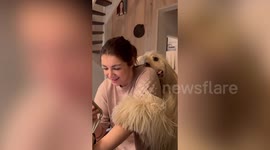 Loving dog wraps its paws around owner for a hug - just like a human