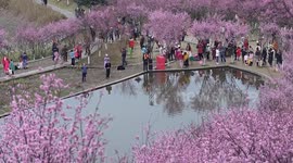 China: Tourists Enjoy Blooming Plum Blossoms in Chongqing