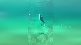 US: Sea Lion Pup Pepper Makes Waves with Milestone Moments