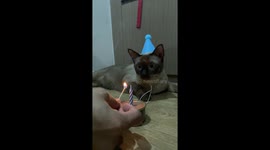 Milo the Siamese Cat's Birthday