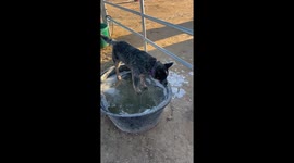 Bucket Ice Breaks Under Blue Heeler Weight
