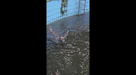 Drowning Deer Rescued From Abandoned Swimming Pool