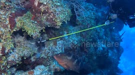 Grouper Eats a Lionfish Off Diver's Spear