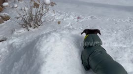 Pittie Plays in Fresh Fluffy Snow