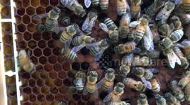 US: Honeybee Waggle Dance Secrets Unveiled in Virginia Tech Study