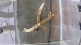 Australia: Crabs Offer Lifeline to Heat-Stressed Corals in Climate Change Era