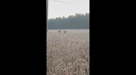 Two Buck Deer Prancing Through a Wheat Field