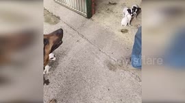 Spain: Puppies’ Plight Caught on Camera Sparks Outrage in Tarragona