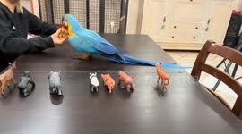 Clever Parrot Knows Animal Names