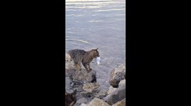 Tekir the fishing cat: Streetwise hunter hooks a catch in Turkey