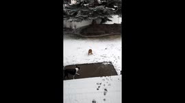Boston Terrier Spins Zoomies Through Snow
