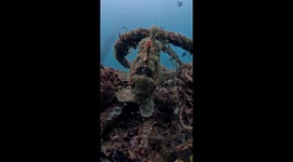 Giant FrogFish Yawns