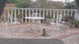 Monkeys Took Over my Veranda