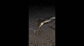 Highfin Snake Eel Burrows into Seabed