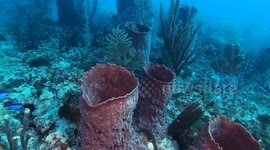 Pufferfish Turns Barrel Sponge Into Castle