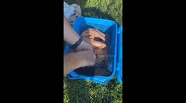 A Brushtail Possum was hit and killed by a vehicle but the animal had a young Joey in the pouch that was viable