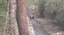 Wild giant panda spotted strolling in forest in NW China
