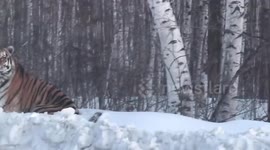 Plucky pet dog barks at huge Siberian tiger on the roadside