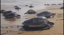 Stunning Visuals of 7 Lakh Olive Ridley Turtles gather to nest at Rushikulya river in India, Breaking World Record