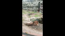 Emaciated lion seen at zoo in the Philippines sparks concerns
