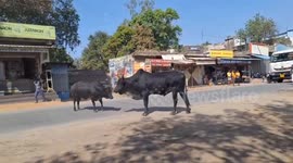 Stray bulls seen fighting in the middle of road in India