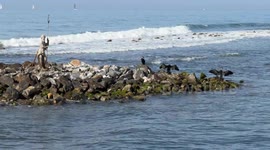 Cormorants dry their wings on the reef surrounding the statue of Neptune on the coast of Lido di Ostia on a clear Sunday in February with calm seas and spring-like temperatures in Rome.