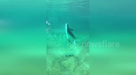 Sea Lion pup plays in aquarium in Washington
